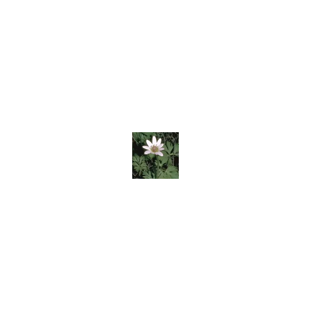Esencia única del desierto de Arizona - Anémona tuberosa (Anemone tuberosa) 10 ml