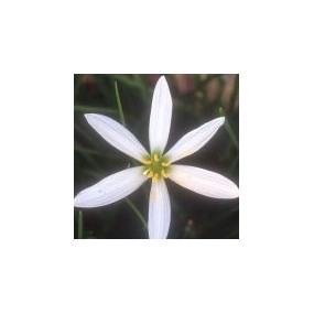 Arizona Desert Single Essence – Zephyr-Lilie (Zephyranthes candida) 10 ml