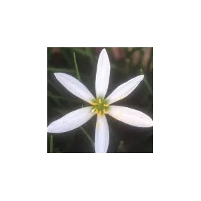 Essence simple du désert...