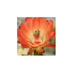 Essence unique du désert...