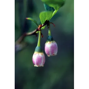 Alaska Single Essence - Bog...