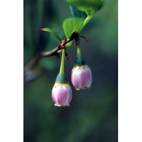 Essenza Singola dell'Alaska - Bog Blueberry (Vaccinium uliginosum) 7,4 ml