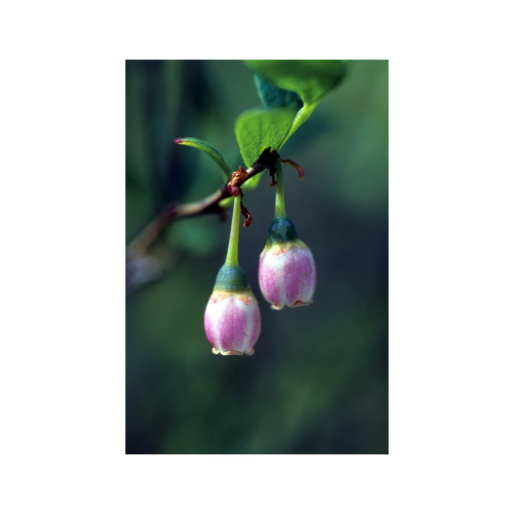 Essenza Singola dell'Alaska - Bog Blueberry (Vaccinium uliginosum) 7,4 ml