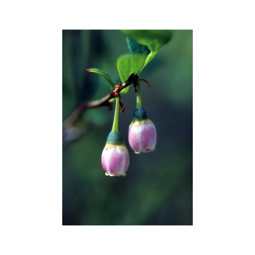 Essenza Singola dell'Alaska - Bog Blueberry (Vaccinium uliginosum) 7,4 ml