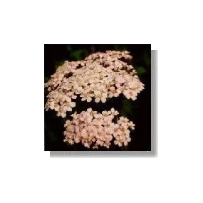 Korte Essence de fleurs...