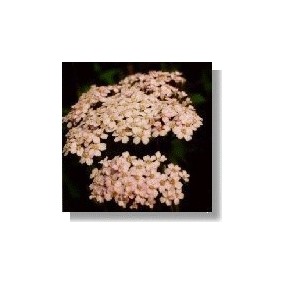 Korte Wild Flower Essence - Pink Yarrow 15 ml