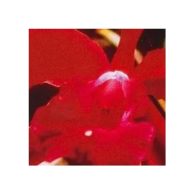Esencia de Orquídea Korte -...