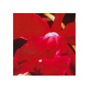 Korte Orchid Essence - Heart Orchid 15 ml