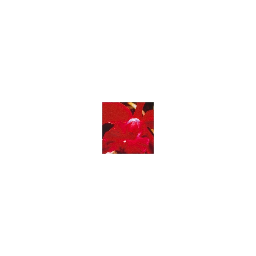 Korte Orchideenessenz - Herzorchidee 15 ml