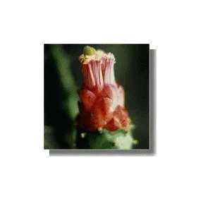 Kaktusessenz – Erdende...