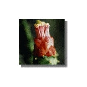 Korte Esencia de Cactus - Grounding Opuntia 15 ml