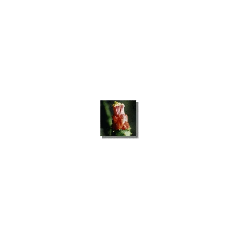 Esencia de Cactus - Opuntia Enraizante 15 ml