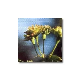 Essenze di rose Korte -...