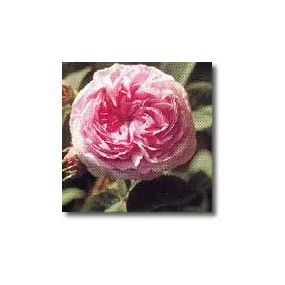 Essences de rose Korte -...