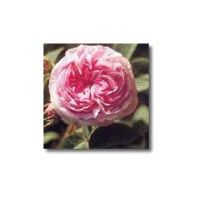 Korte Rosenessenzen – Rose der Königin von Dänemark (Rosa alba) 15 ml