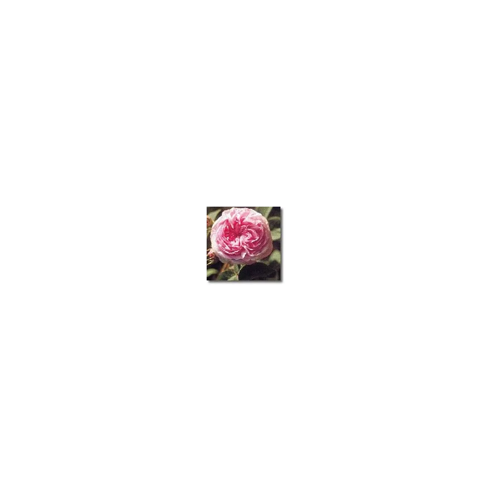 Korte Esencias de Rosa - Rosa Reina de Dinamarca (Rosa alba) 15 ml