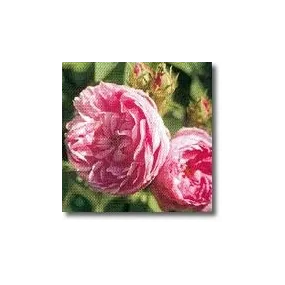 Essences de rose Korte -...