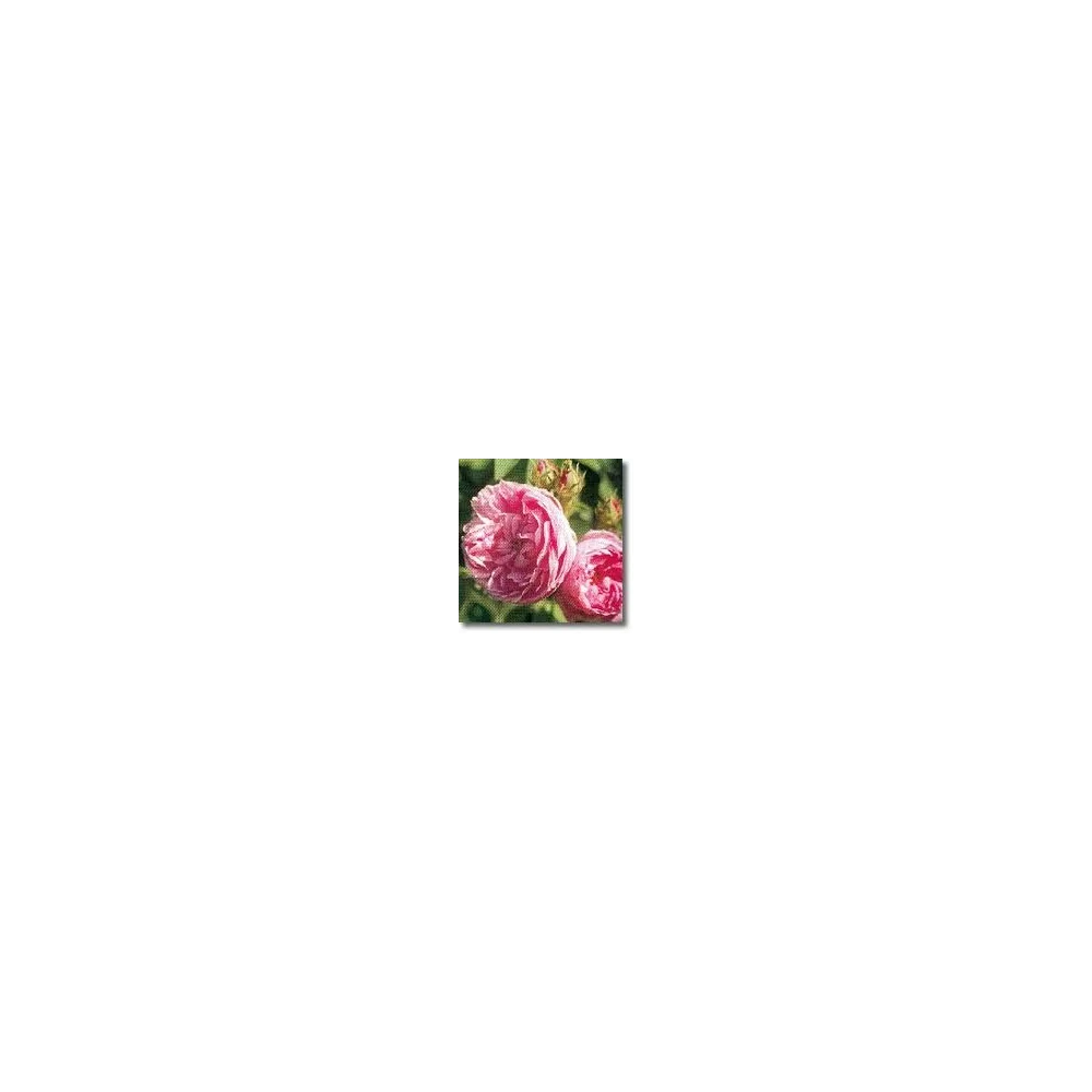 Rose Essences Korte - Provence Rose (Rosa centifolia) 15 ml