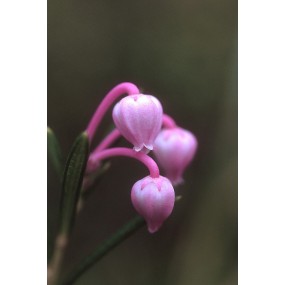 Esencia única de Alaska - Romero de pantano (Andrómeda polifolia) 7,4 ml