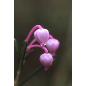 Essence simple d'Alaska -...