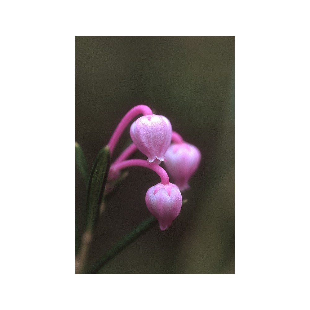 Essenza Singola dell'Alaska - Bog Rosemary (Andromeda polifolia) 7,4 ml