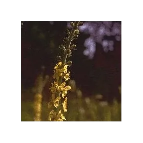 Esencia de Flores de Bach...