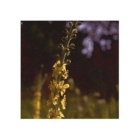 Korte Bach Flower Essence - Agrimony 15 ml