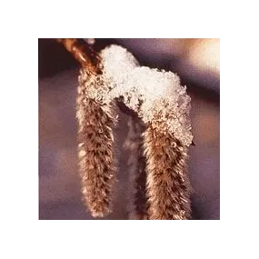 Esencia Floral de Bach...