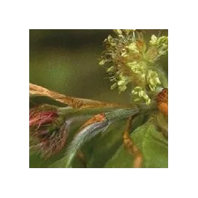 Essence de Fleurs de Bach...