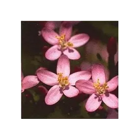 Esencia de Flores de Bach...