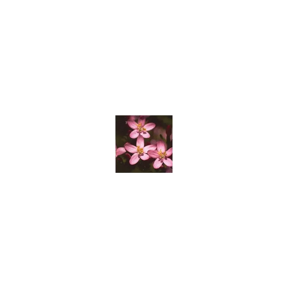 Bach Flower Essence - Centaury 15 ml