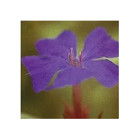 Essence florale de Bach...