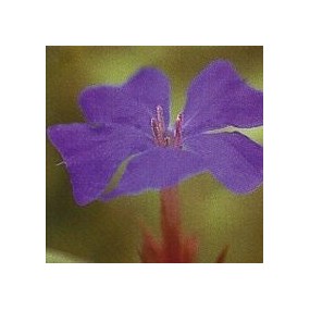 Korte Bach Flower Essence - Waxed 15 ml