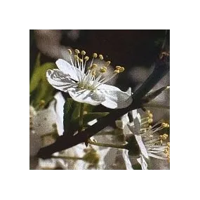 Esencia floral de Bach -...