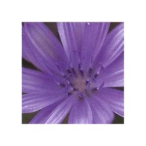 Korte Bach Flower Essence - Chicory 15 ml