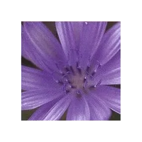 Korte Essence de Fleurs de...