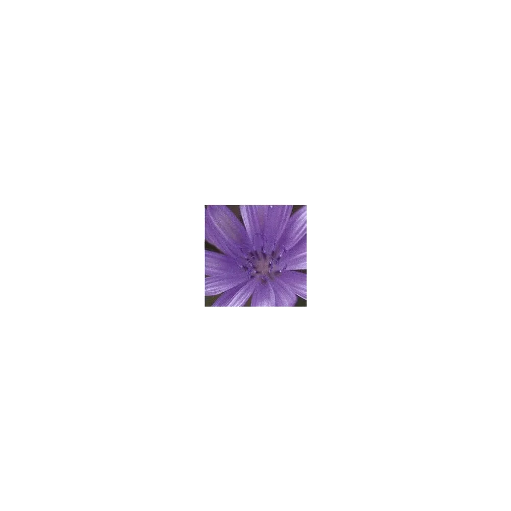 Élixir floral de Bach court - Chicorée 15 ml
