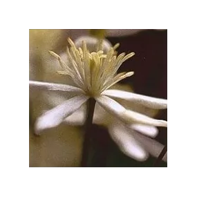 Essence florale de Bach -...