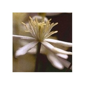 Korte Esencia de Flores de Bach - Clematis 15 ml