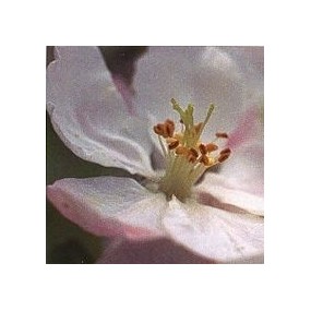 Korte Bach Flower Essence - Crab Apple 15 ml