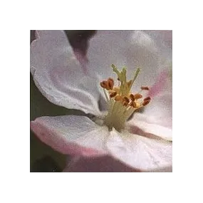 Korte Essence de Fleurs de...