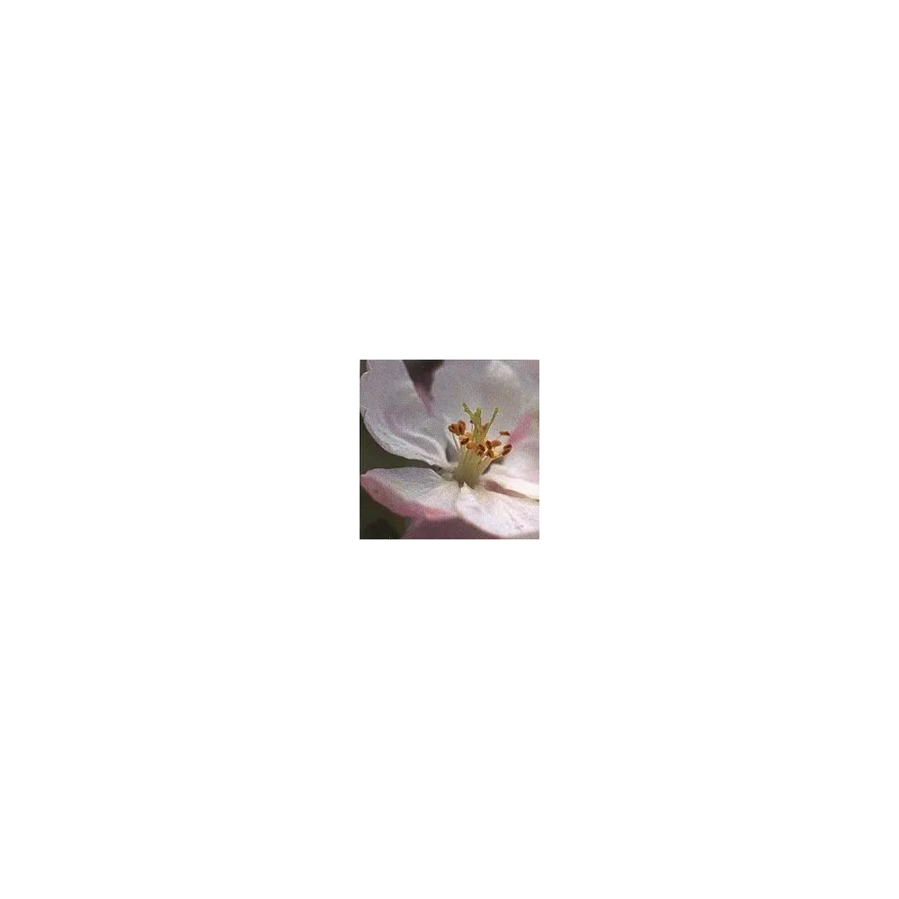 Bach Flower Essence - Crab Apple 15 ml