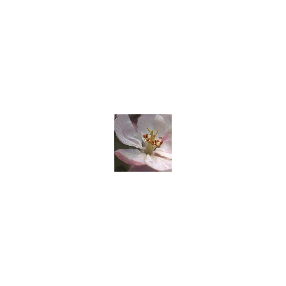 Essenza di Fiori di Bach Korte - Crab Apple 15 ml