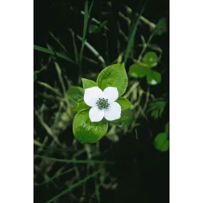Essence unique d'Alaska -...