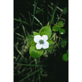 Essenza Singola dell'Alaska - Bunchberry (Cornus canadensis) 7,4 ml