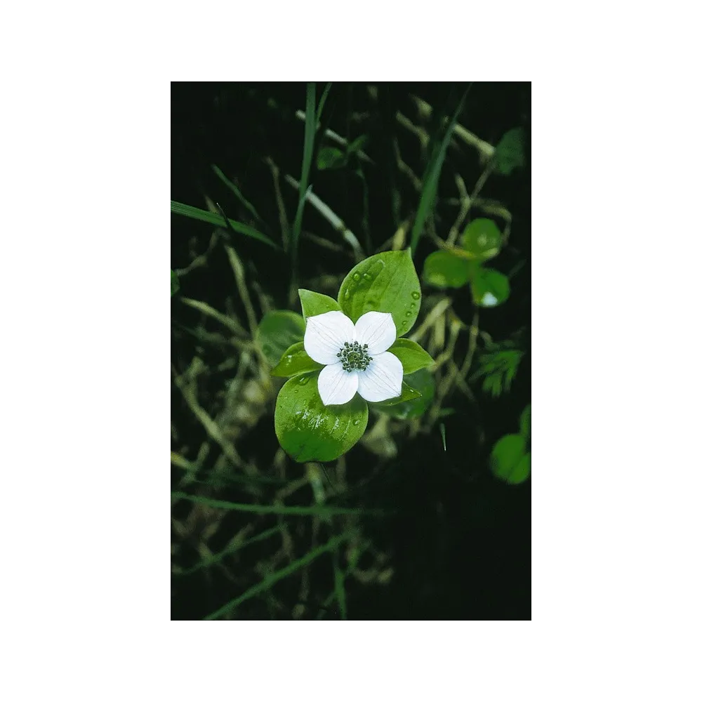 Alaska Single Essence – Kanadische Hartriegelbeere (Cornus canadensis) 7,4 ml
