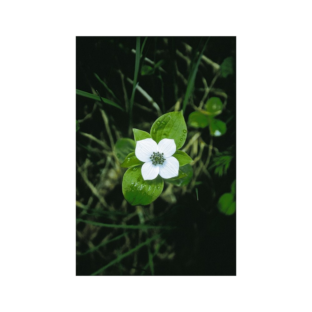 Essenza Singola dell'Alaska - Bunchberry (Cornus canadensis) 7,4 ml