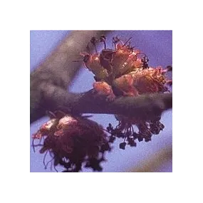 Esencia Floral de Bach...