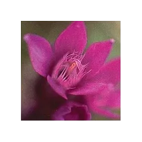 Esencia Floral de Bach...