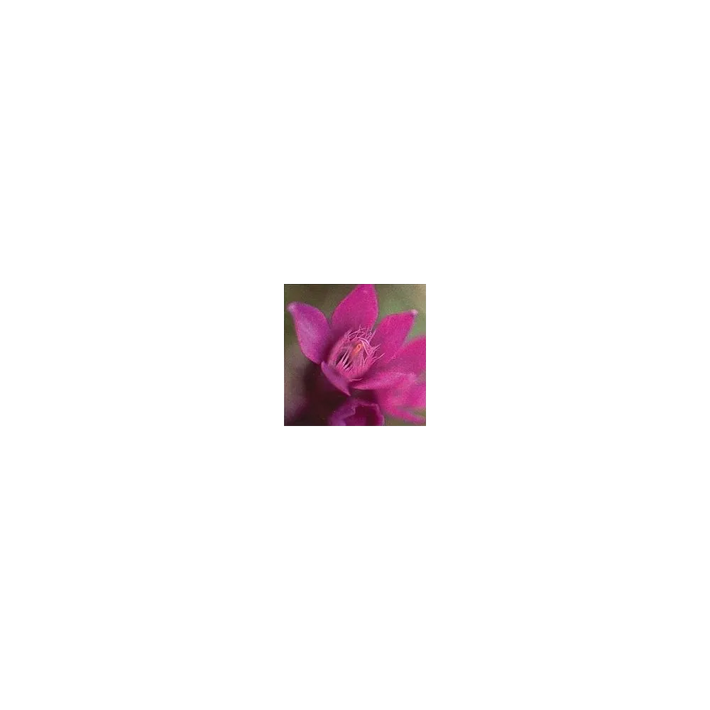 Bach Flower Essence Short - Gentian 15 ml